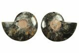 Cut & Polished Ammonite Fossil - Unusual Black Color #263312-1